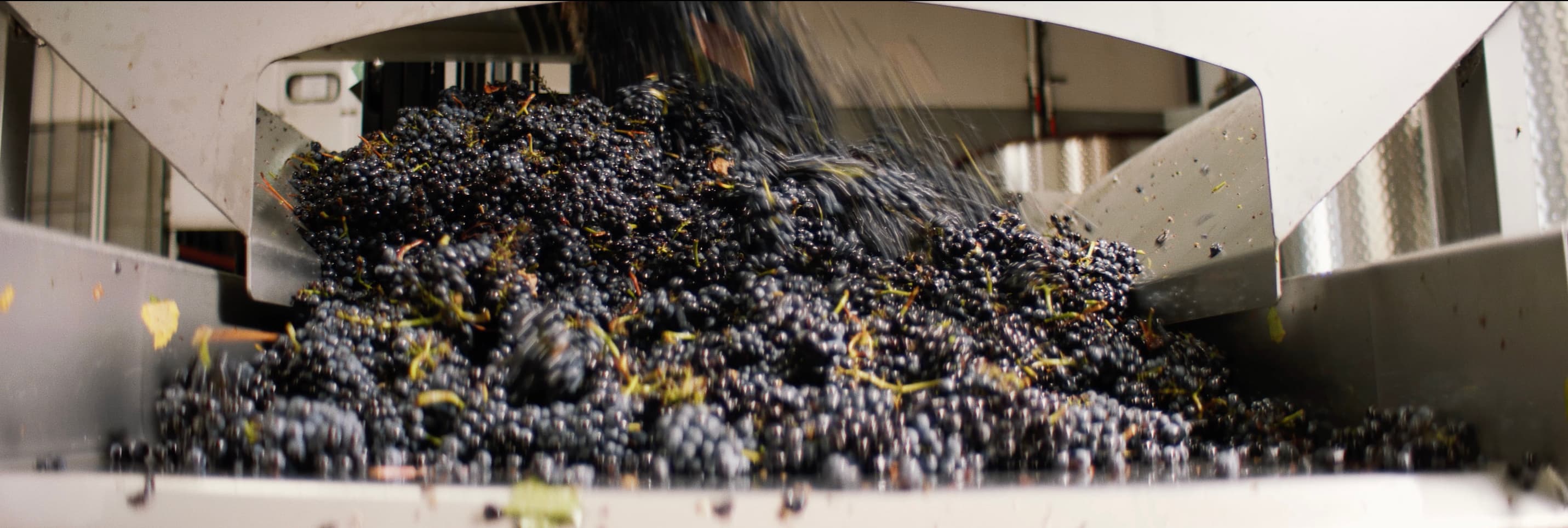Grapes on Sorting Line