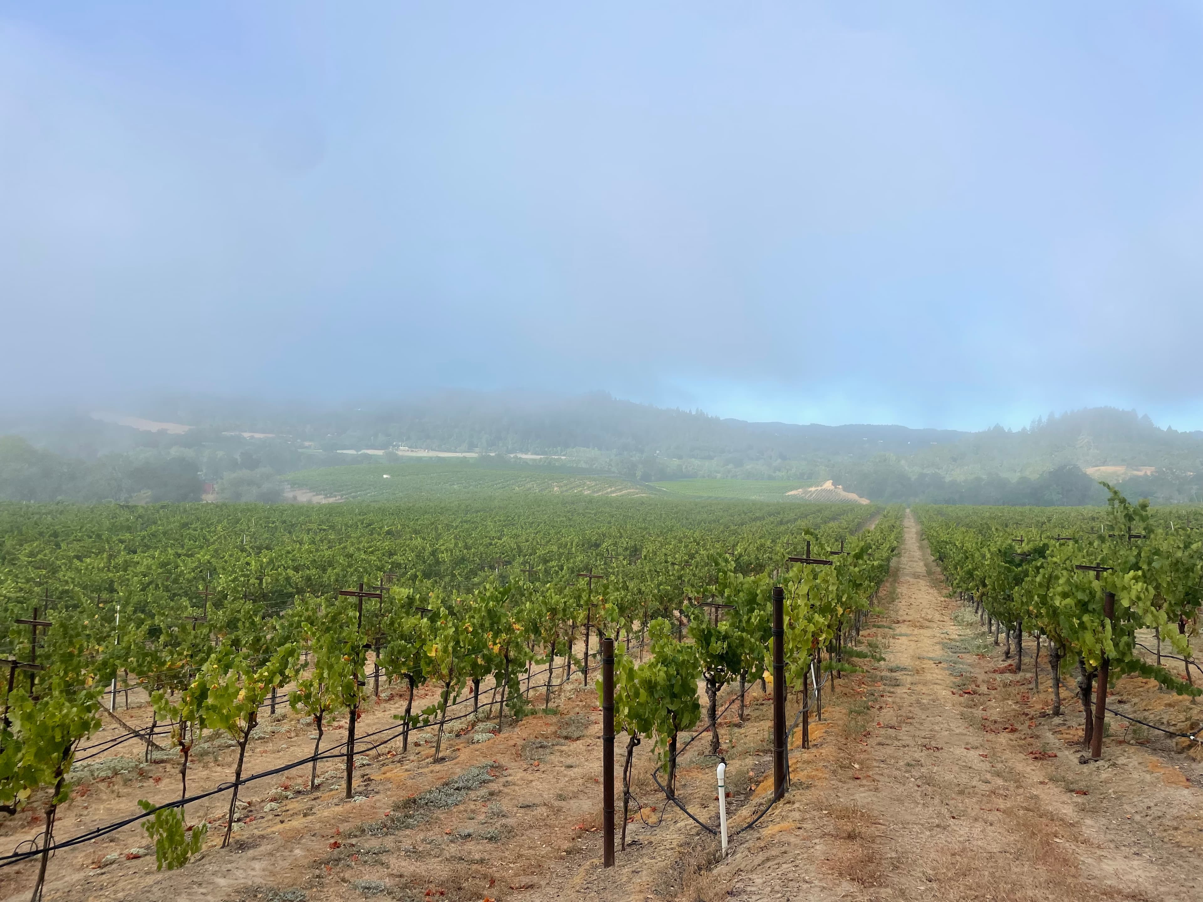 Ritchie Vineyard - Ritchie Vineyard