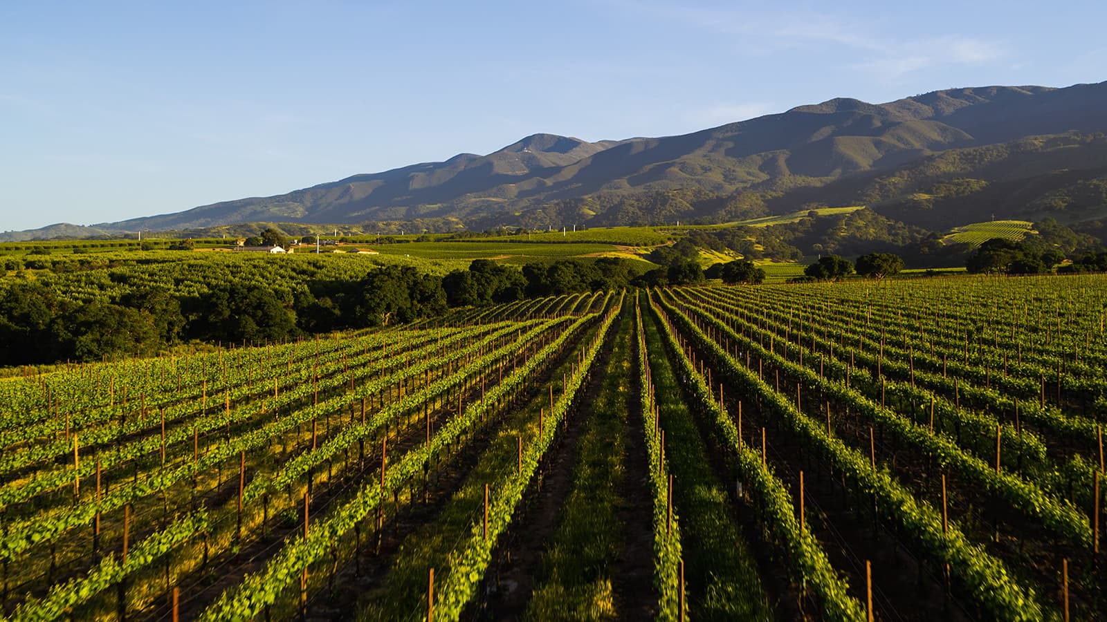 Soberanes Vineyard - Soberanes Over Vines